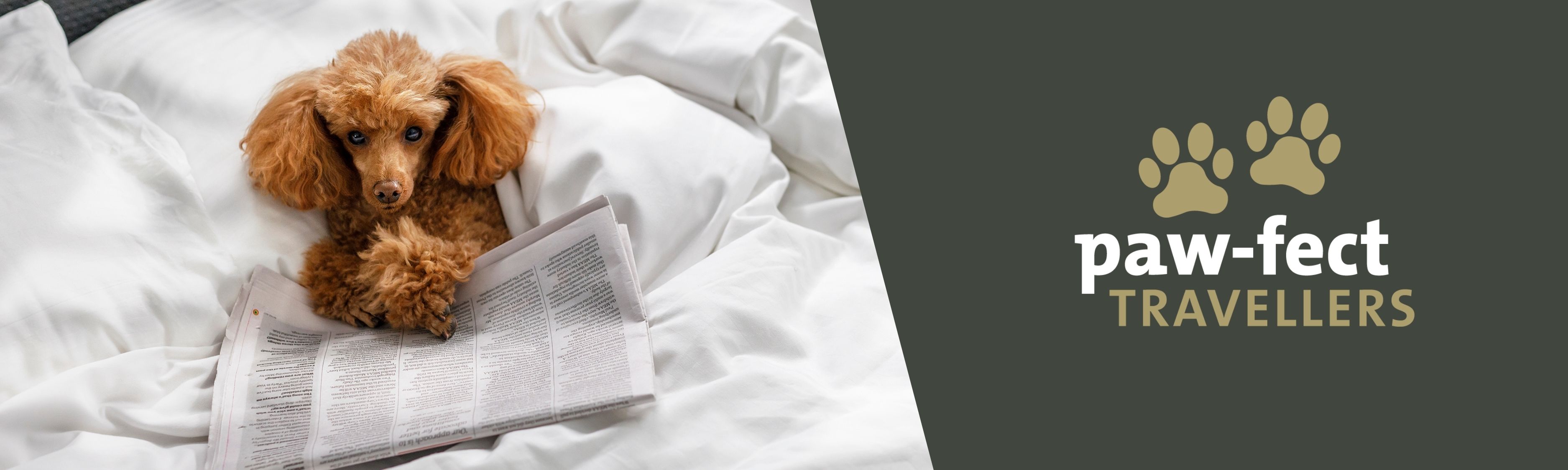 pet friendly accommodation - quest apartment hotels - 5 pet friendly accommodation - quest apartment hotels - 5